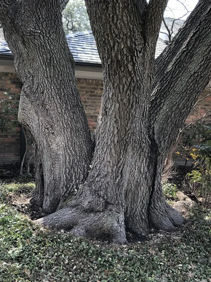 Mature heritage tree close to a Wilmington property cared for by certified arborists
